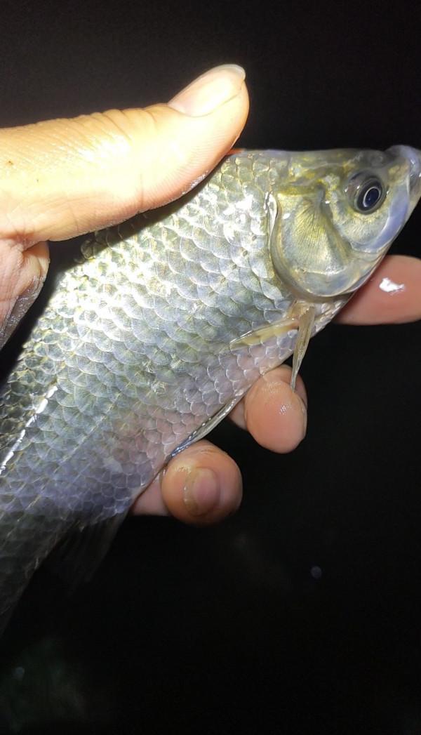 「十週年」深秋夜釣餌料使用要講究