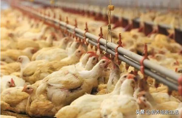 雞感冒，咳嗽、呼嚕、甩鼻、流鼻涕、尖叫等呼吸道預示著什麼？