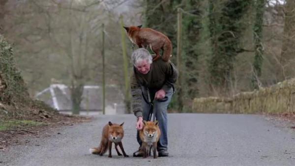 老人為狐狸治傷，日久生情，狐狸報恩，終身照顧老人