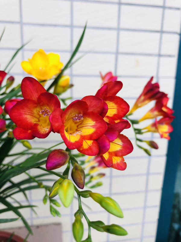 香氣持久的金邊瑞香，清新自然滿屋飄香，必須入手一盆