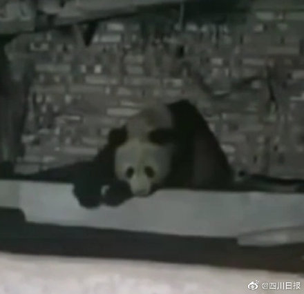 泥巴山出產泥巴大熊貓