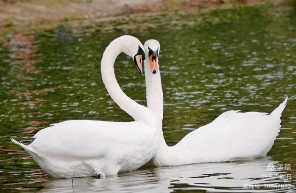 忠貞不渝 恩愛夫妻 文/濤聲依舊