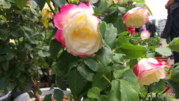 炒熟的花生殼可以做月季花的肥料嗎？