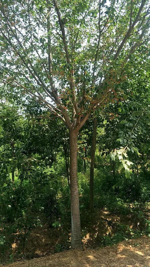 七律•銀杏樹題詠(平水韻,押七陽韻) 七律•銀杏樹題詠(平水韻,押七陽韻)