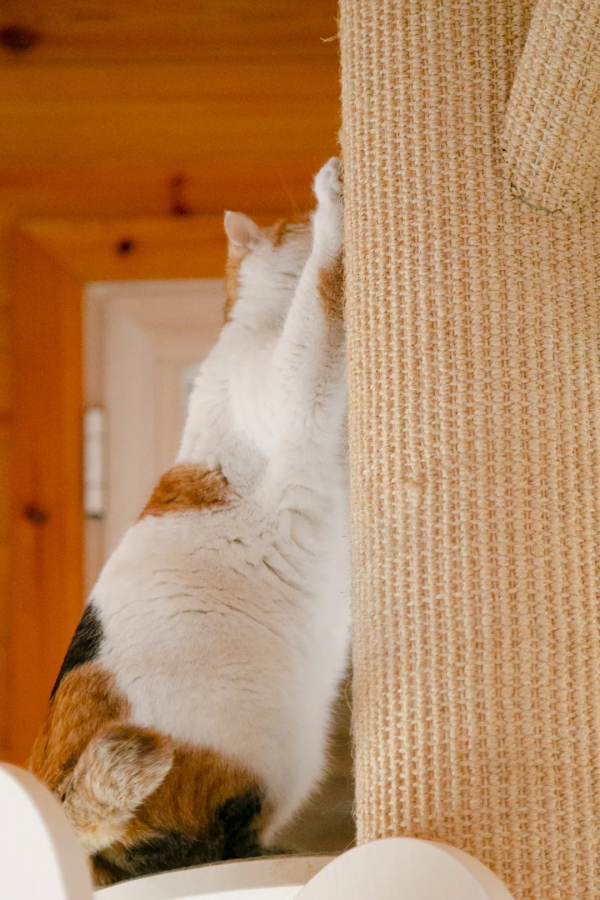 歲末大掃除，小米來監督