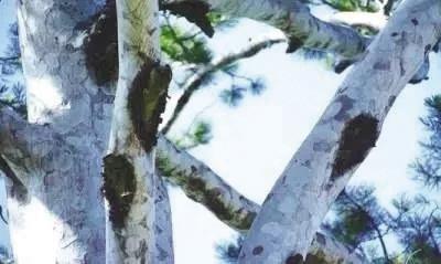 成縣五龍山——英雄鮮血染紅的山坡 成縣五龍山——英雄鮮血染紅的山坡