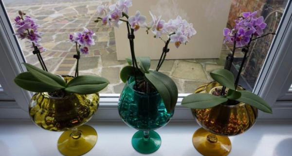 家庭養花，蝴蝶蘭才是秋冬盆栽首選，開花美，打理又省心