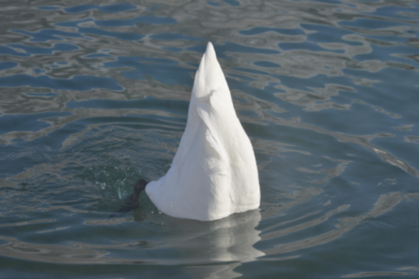 天鵝如何選擇它們的過冬地呢? 天鵝如何選擇它們的過冬地呢?