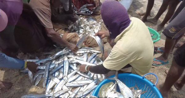 絕戶網的威力有多大？斯里蘭卡漁民用拖拉機捕魚，抓的魚還不夠分