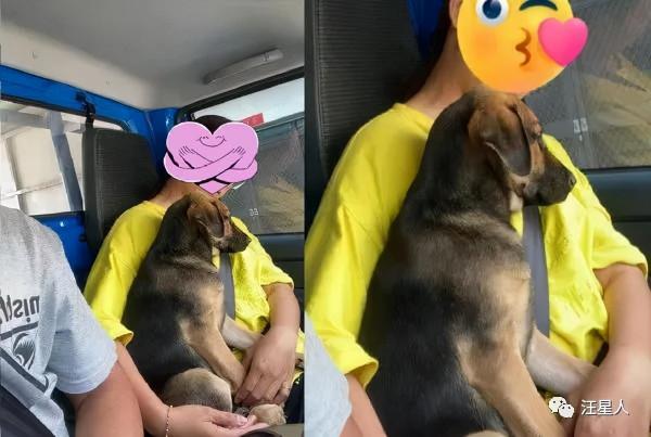 巨嬰汪坐爸爸大腿依偎！通往幸福路上，飼主：不吵不鬧超乖