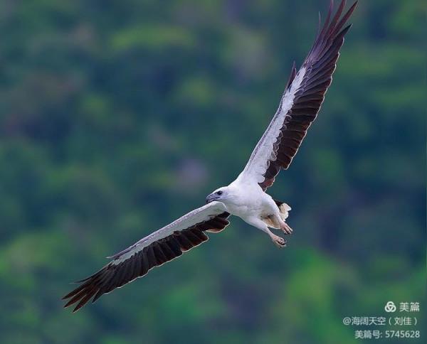 鳥類空中的戰鬥機&mdash;&mdash;白腹海雕