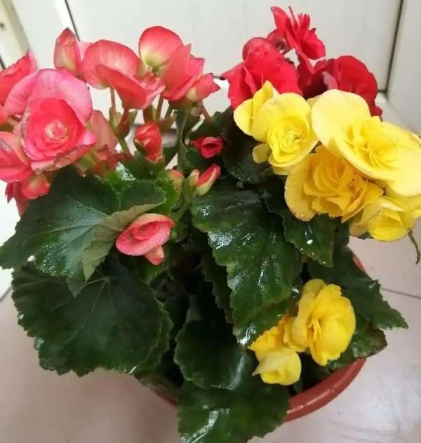 買花也要注意辨別“坑”,才能挑到好花,花開爆盆 買花也要注意辨別“坑”,才能挑到好花,花開爆盆