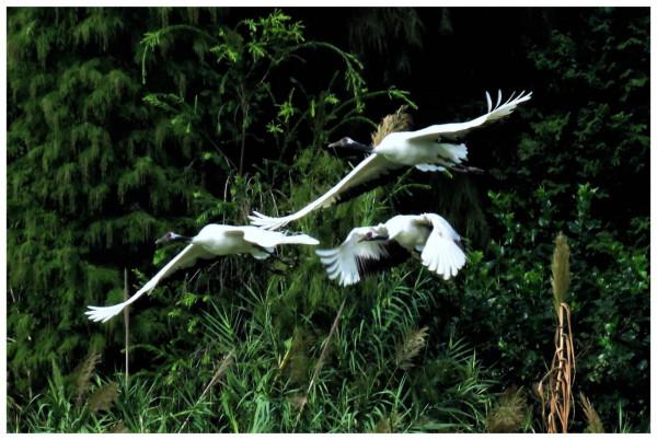 鶴舞端州迎國慶 鶴舞端州迎國慶