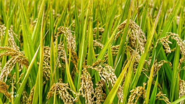 瀋陽稻夢空間堪稱“世界之最”，買門票還送大米，假期你會去嗎？