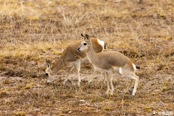 藏野驢、草原雕、藏狐在這裡!鏡頭裡的祁連山國家公園動物世界 藏野驢、草原雕、藏狐在這裡!鏡頭裡的祁連山國家公園動物世界
