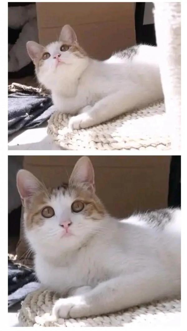 我不會花錢買貓