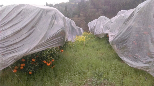 柑橘留樹保鮮賣高價?品種要求、準備工作,你都知道嗎?馬虎不得 柑橘留樹保鮮賣高價?品種要求、準備工作,你都知道嗎?馬虎不得