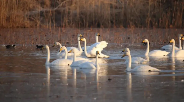 冬日精靈出沒山東！又是一年候鳥季，畫面美翻了！