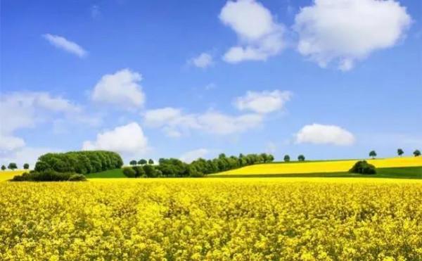 分享圖片，春天來了，滿山遍野的油菜花開了