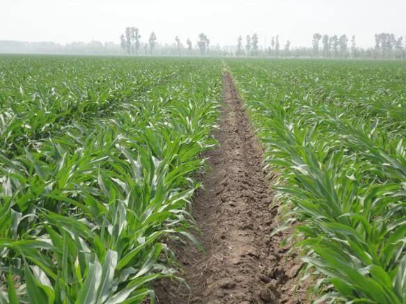 抗鏽病抗倒伏,耐高溫適應廣,國審玉米新秀“祺華703”值得關注 抗鏽病抗倒伏,耐高溫適應廣,國審玉米新秀“祺華703”值得關注