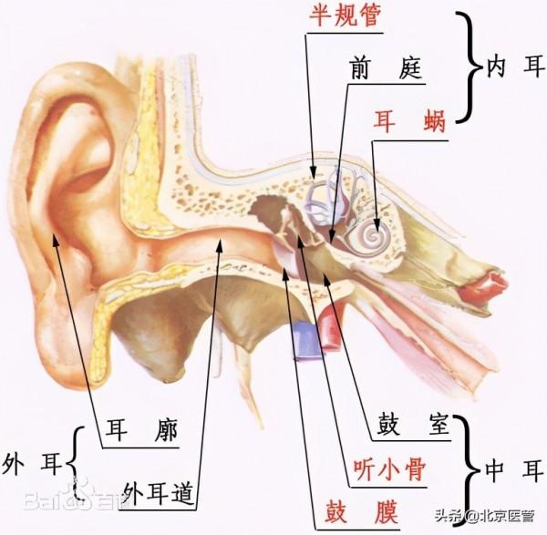 極易被誤診的“眩暈病”——耳石症 極易被誤診的“眩暈病”——耳石症