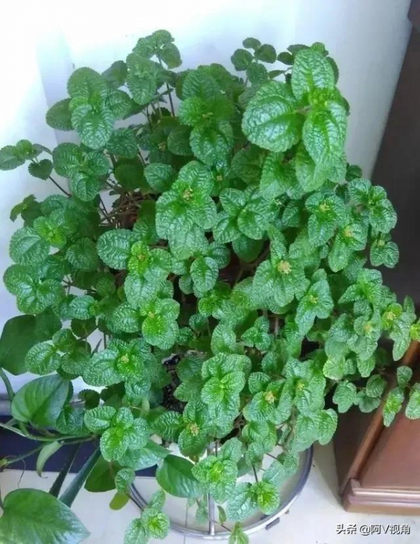 保持室內空氣清新的花，九種家庭必備的“空氣清新劑”，滿屋花香