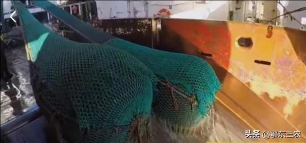 漁民在大海捕撈,下一次海能撈100多噸魚蝦上船立即冰凍,真賺錢 漁民在大海捕撈,下一次海能撈100多噸魚蝦上船立即冰凍,真賺錢