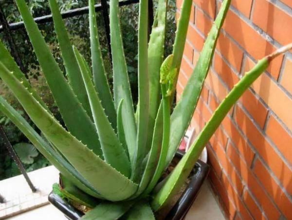 養花都是為了觀賞，這4種花要養一盆，不僅漂亮好養，而且還好吃