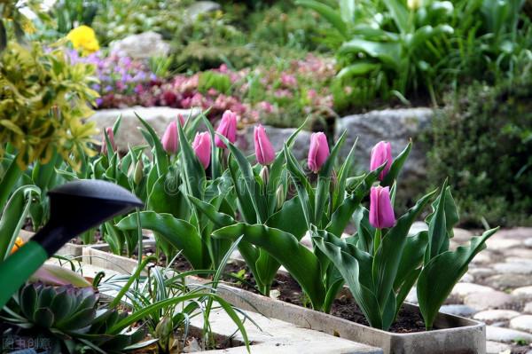 再不種就“過期”的10種花，留給我們的栽種時間不多了，別錯過