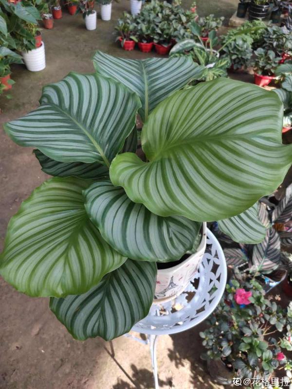 最像青蘋果的綠植,這5步做好,打造室內“青蘋果樂園” 最像青蘋果的綠植,這5步做好,打造室內“青蘋果樂園”