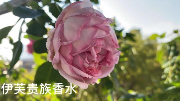 月季花兒們-伊芙系列，驚豔四座