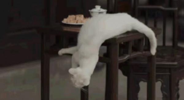 論明星對待動物都多不同，姚守崗炸死軍犬，孫儷卻主動救下老驢