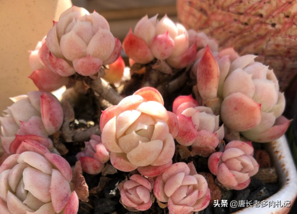 冰梅和雙子貝瑞,一直分不清的2種多肉,養過才知道起碼有4點區別 冰梅和雙子貝瑞,一直分不清的2種多肉,養過才知道起碼有4點區別