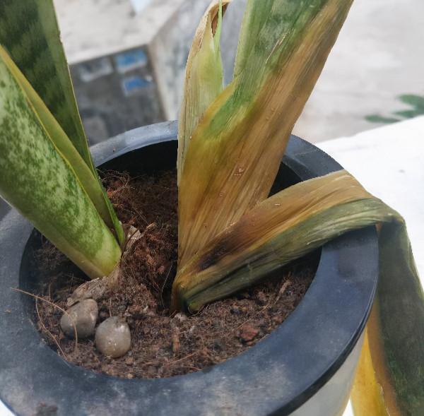 容易因多澆水而死的“18種花”，養不活都是由於手太勤