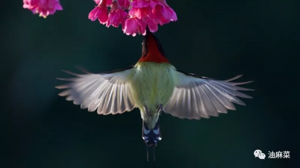 油麻菜:圓月彎刀 油麻菜:圓月彎刀
