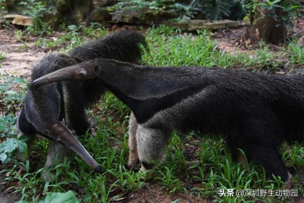 如果睡覺也能排名,我肯定是第一 如果睡覺也能排名,我肯定是第一