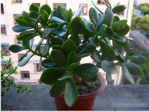 這4種花會“討厭”喝水，水一多就會“蔫”，許多人還傻傻不知道