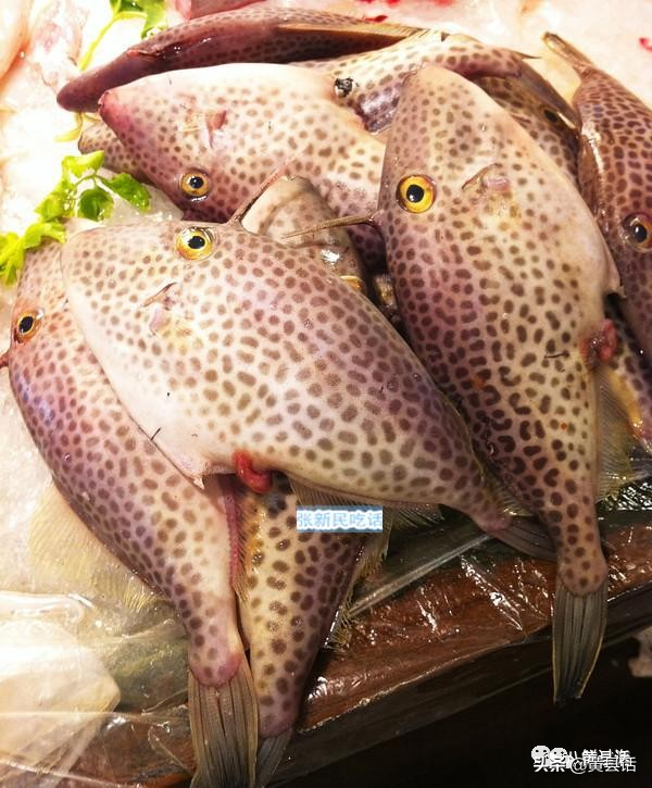 四川人最喜歡的耗兒魚，原來就是海邊的剝皮魚