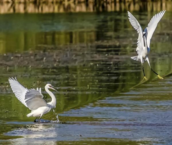 這畫面美翻了！北京門頭溝“白色精靈”起舞如仙子