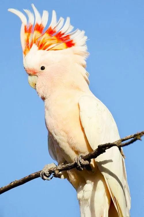 米切氏鳳頭鸚鵡 酋長好!w~w~w 米切氏鳳頭鸚鵡 酋長好!w~w~w