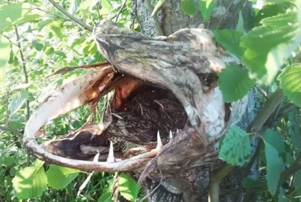 見證大自然奇蹟時刻的8張照片