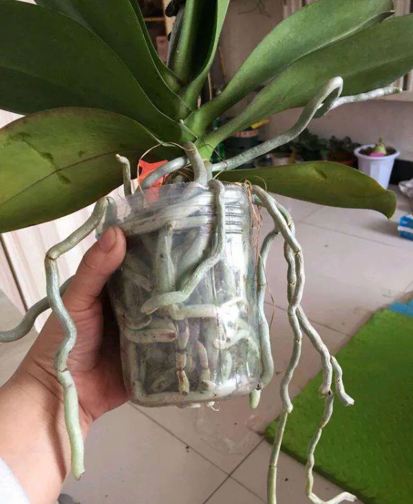 7種花有了“氣生根”，剪下來就活，不用費勁扦插了