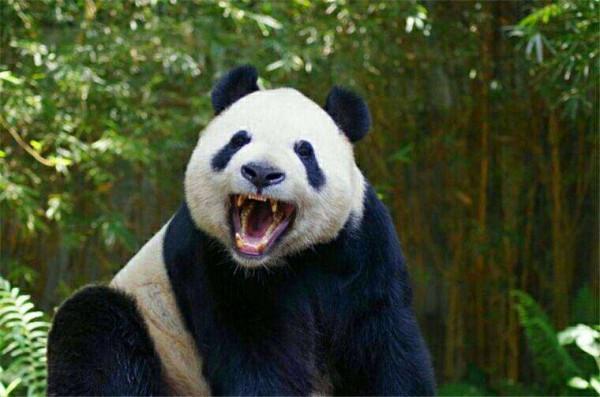 獅子和老虎為什麼不吃大熊貓？是因為打不過嗎？