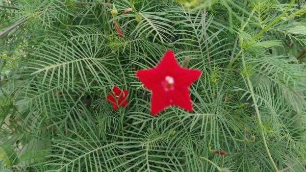 五角紅星花——蔦蘿松