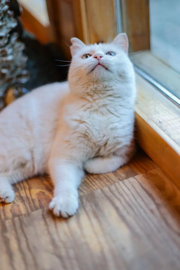 貓咪們如何才能有效防禿？