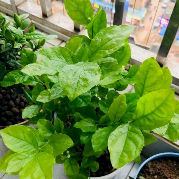 秋天養茉莉？進入“虛弱期”，養壯是關鍵，明年開花翻一倍