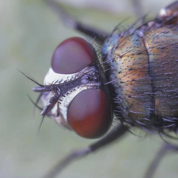 昆蟲的複眼 昆蟲的複眼