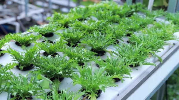 投入2000萬苦研“魚菜共生”,只為讓更多人平價吃到頂級食材 投入2000萬苦研“魚菜共生”,只為讓更多人平價吃到頂級食材