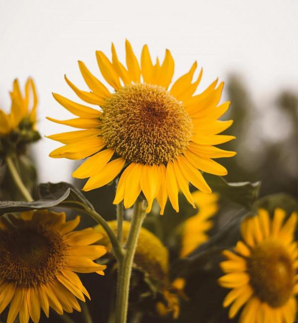 星盤面對面｜天王星看你人生動盪的領域