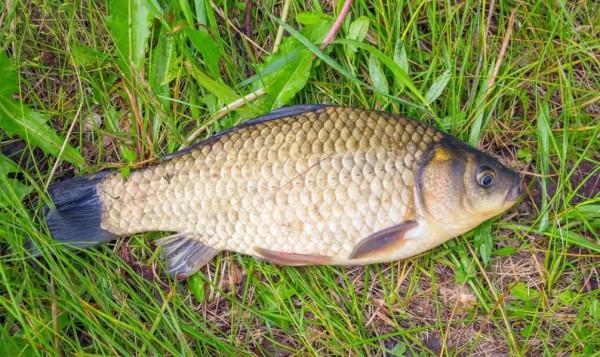 冬季釣魚4不釣和2技巧，想爆護還是想空軍都由你來定